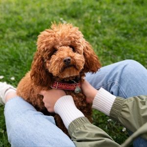 Cómo adaptar tu vida financiera si quieres adoptar una mascota
